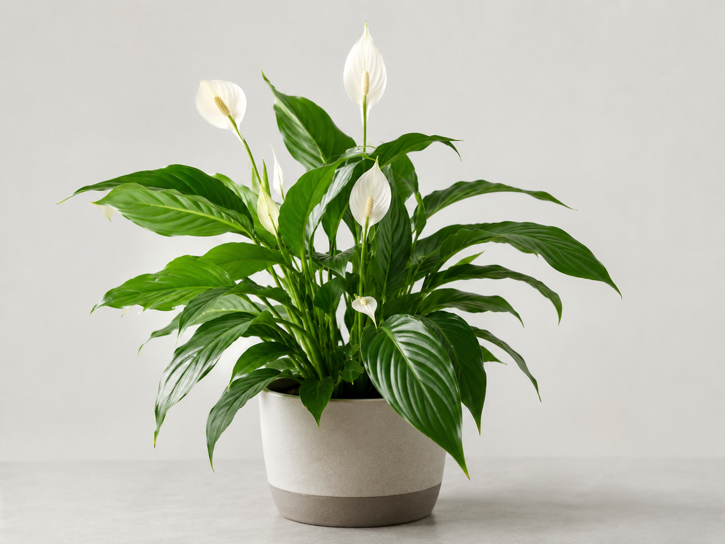 Plantas Flores Bellas